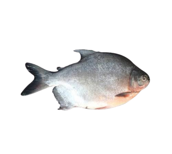 Frozen Red Paco Fish 0.722kg