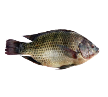Tilapia Fish 1.183kg